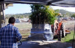 Mature Trees by the Pallet Load