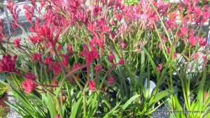 pink1_flowers_plant_nursery_tanby_garden_centre