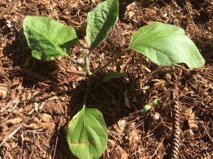 Little Finger Eggplant Seedling