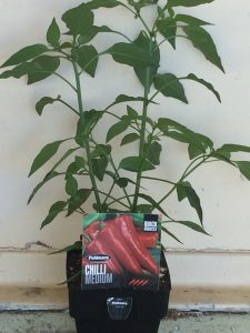 Just about to plant this bad boy. The label doesn’t tell me the variety, but it does tell me it is medium heat and that is everything I need to know. It will be a good all rounder chilli for most of the dishes we like to cook.