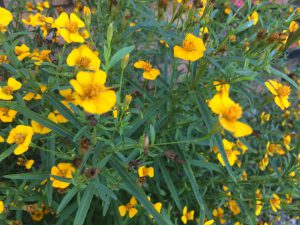 Tarragon up close