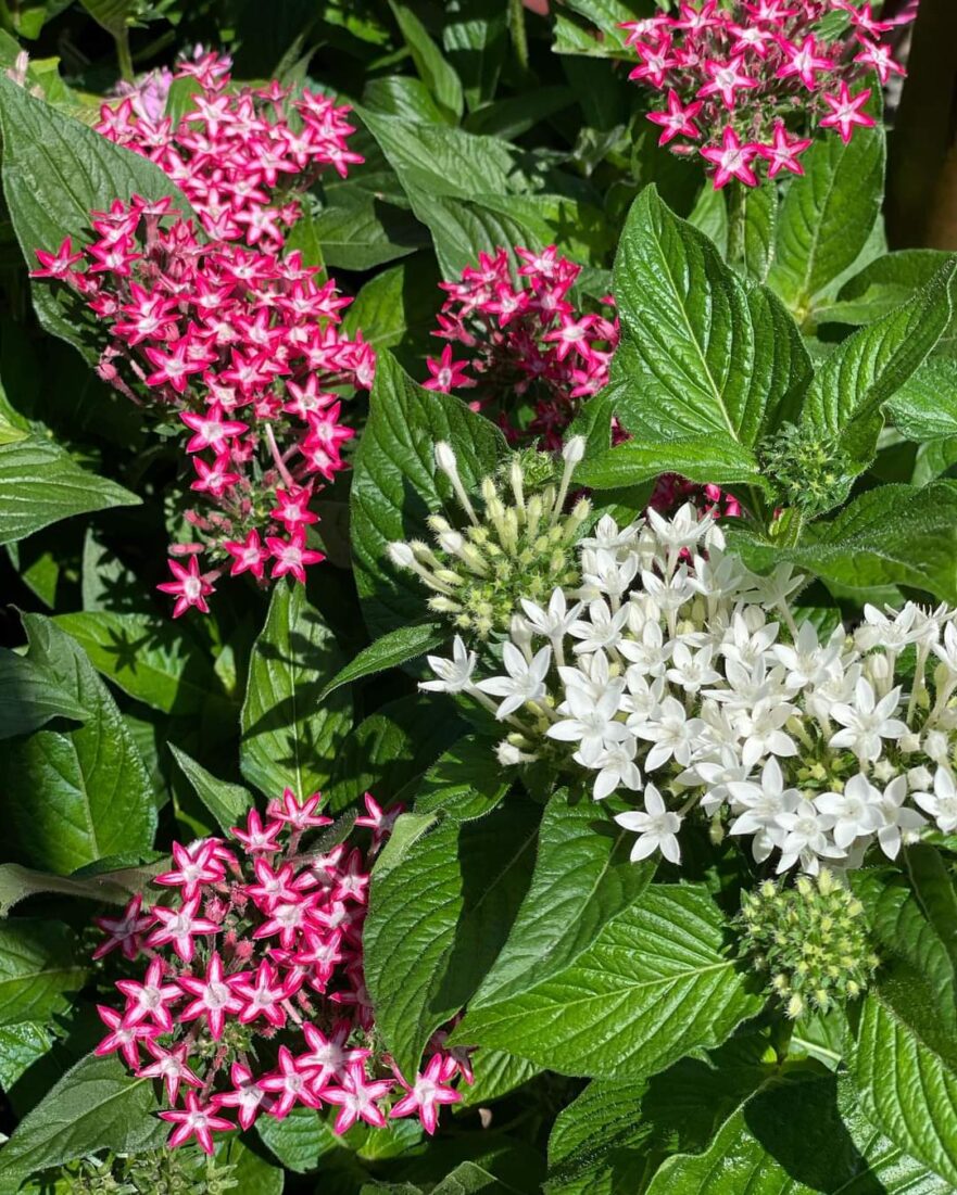 pink-and-white-flowering-pentas