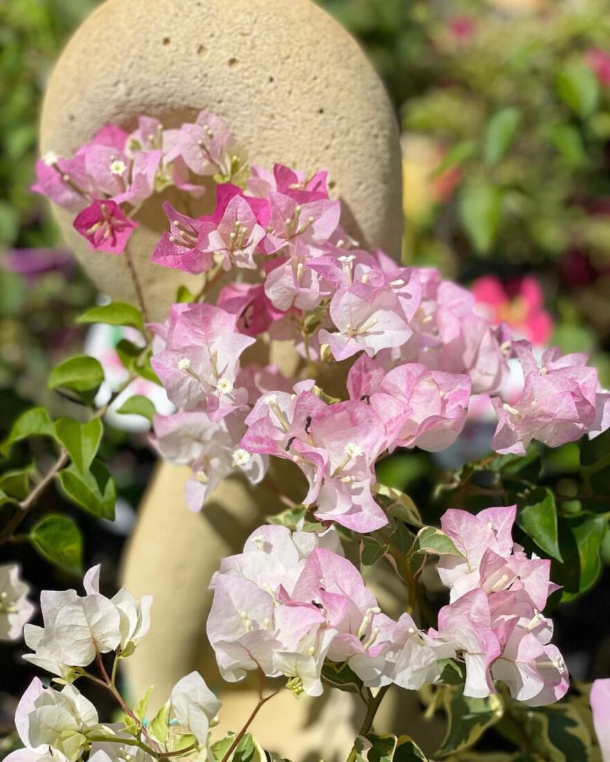 bougainvillea-pink-flowers