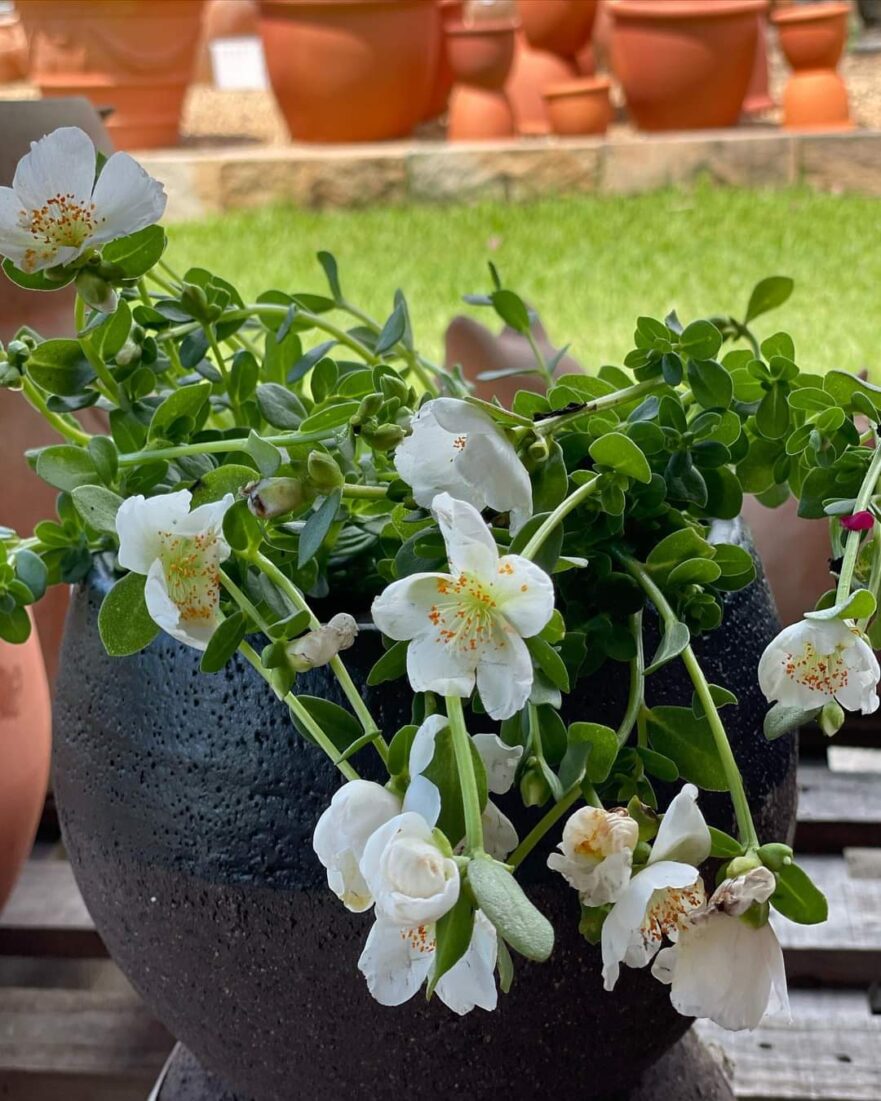 White-flowering-portulacca-in-pot
