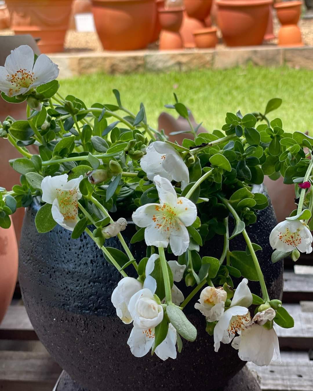 White-flowering-portulacca-in-pot
