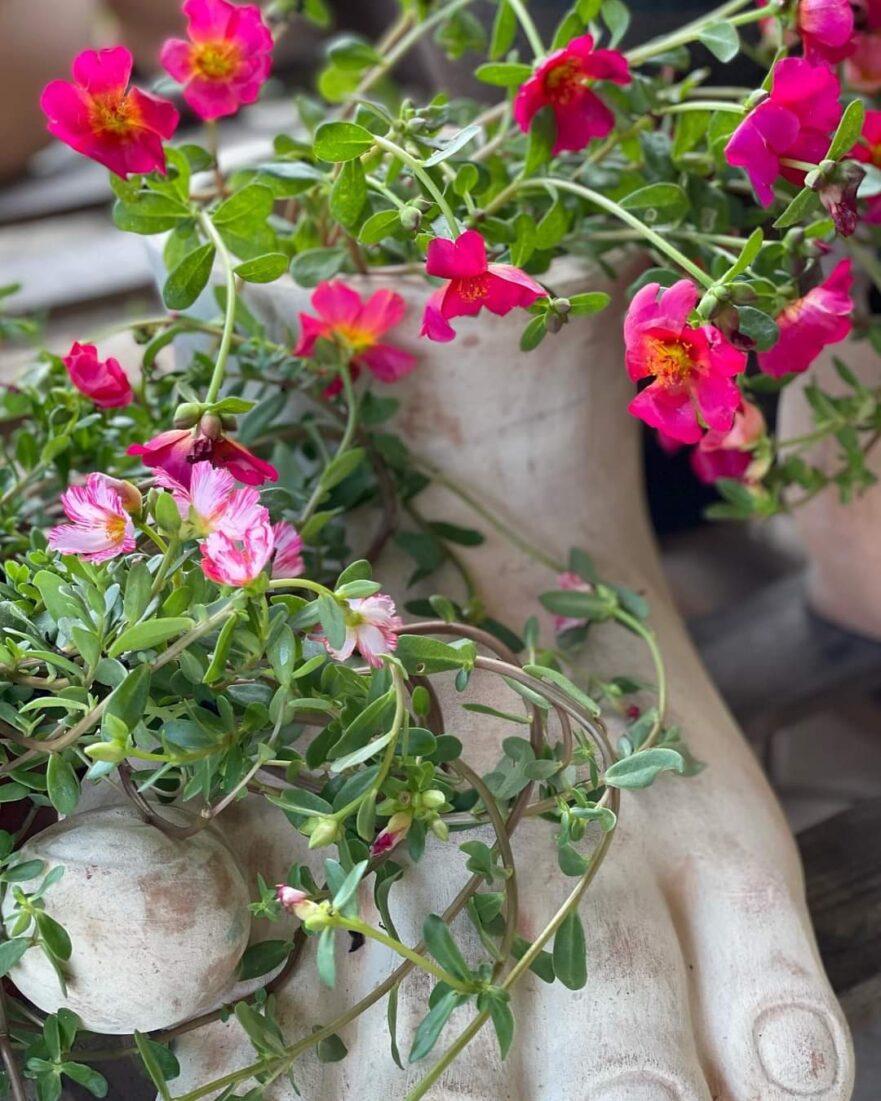 Portulacca-flowering-in-concrete-foot